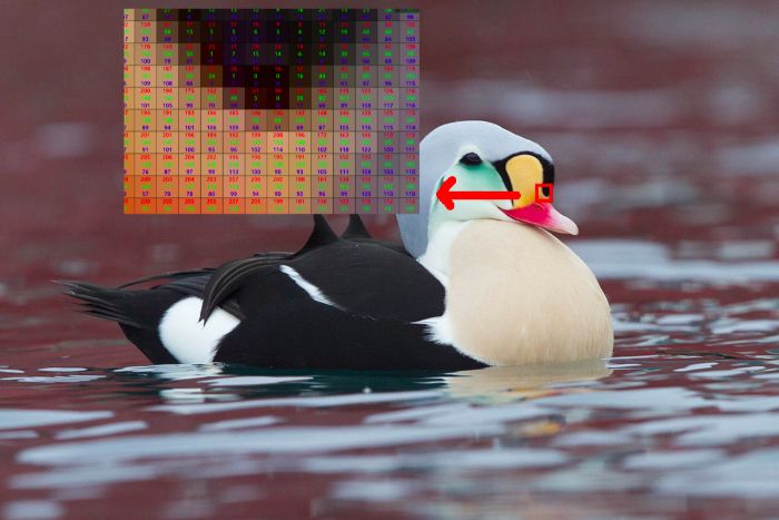 Ảnh Raster hay còn gọi là ảnh bitmap, được tạo thành bởi hàng ngàn điểm ảnh có chức năng tạo nên màu sắc và hình dáng